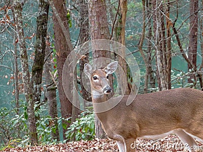 A lone White Tail deer in the autumn leaves Stock Photo