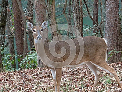 A lone White Tail deer in the autumn leaves Stock Photo