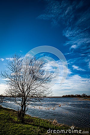 Lone willow in fenland Stock Photo