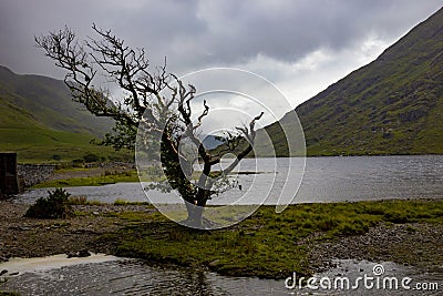 Lone windswept tree at doo lough, county mayo, republic of ireland Stock Photo