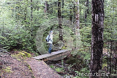 The nature trail in the beech forest of Craigieburn Forest Park in the South Island of New Zealand. Editorial Stock Photo