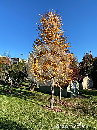 Lone Yellow Fall Foliage Tree at the Park Stock Photo