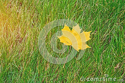 Lone yellow maple leaf on green grass Stock Photo