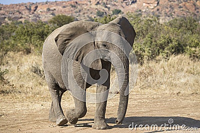 Lone young African elephant walking Stock Photo