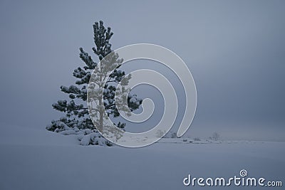 A lone young pine covered in snow. Overcast weather Stock Photo