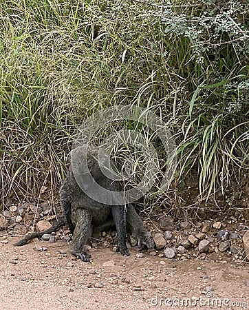 Lone young Savannah Baboon in Serengeti Stock Photo