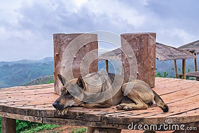Loneliness and sadly , homeless abandoned stray rural dog sleeping lazy on rural hill Stock Photo