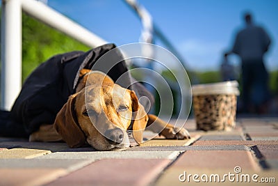 Lonely abandoned homeless hungry stray dog with grief face sitting on street in cold weared in jacked, beg for food Stock Photo