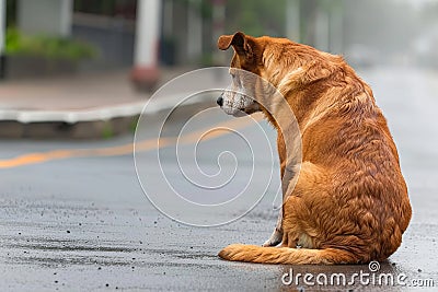 Lonely abandoned puppy stray dog in rain, seeking shelter and care for adoption Stock Photo