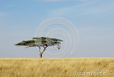 Lonely acacia tree in Serengeti Stock Photo