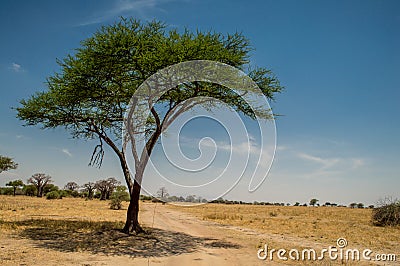 Lonely acacia tree in Tarangire National Park safari, Tanzania Stock Photo