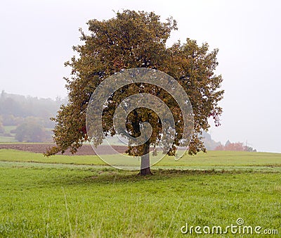 Lonely apple tree Stock Photo