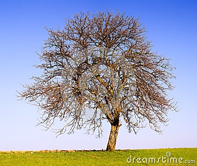 Lonely apple tree Stock Photo