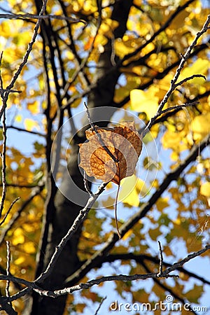 Lonely autumn dry leaf on a tree branch. Stock Photo