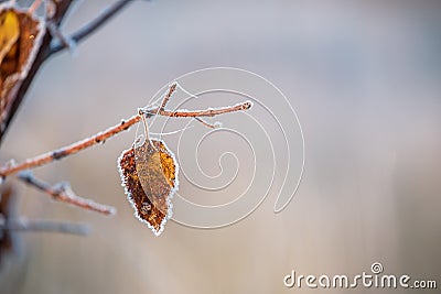 A lonely autumn leafy branch in crystals of frost and cobwebs in hoarfrost. Selective very soft focus. Stock Photo