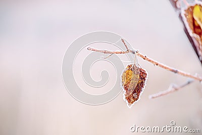 A lonely autumn leafy branch in crystals of frost and cobwebs in hoarfrost. Selective very soft focus. Stock Photo