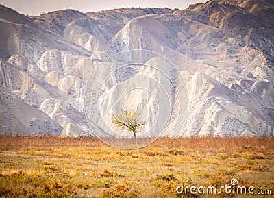 Lonely autumn tree Stock Photo