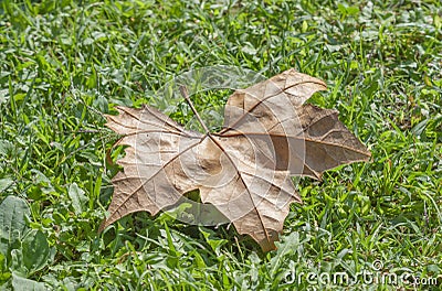 Lonely autumn tree withered leaf on green grass Stock Photo