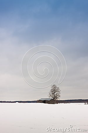 Lonely Barn And Birch Tree In The Fields Stock Photo