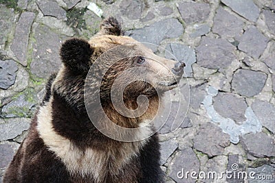 Lonely Bear Stock Photo