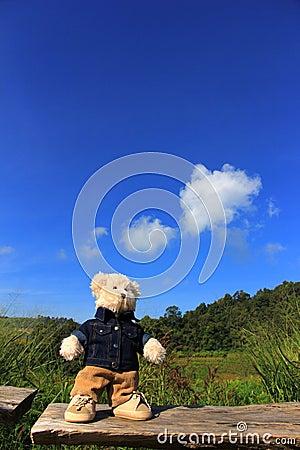 Lonely bear Stock Photo