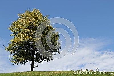 Lonely Beautiful Tree on Hill Top Stock Photo