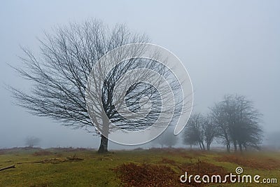 Lonely beech Stock Photo