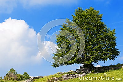 Lonely Beech Tree at Spring - Lessinia Italy Stock Photo