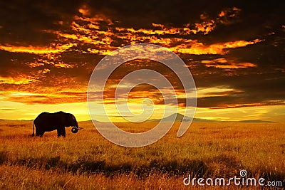 Lonely Big Elephant against sunset in savannah. Serengeti National Park. Africa. Tanzania Stock Photo