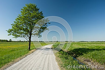 Lonely big leafy tree next to gravel road, horizon and blue sky Stock Photo