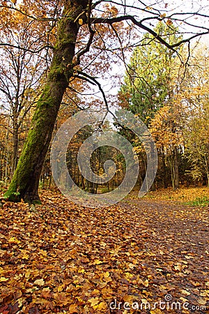 Lonely big tree covered with green moss on a path in autumn bright park Stock Photo