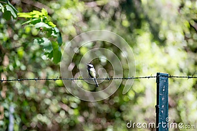 Lonely Bird on barbed wire fence in forest Stock Photo