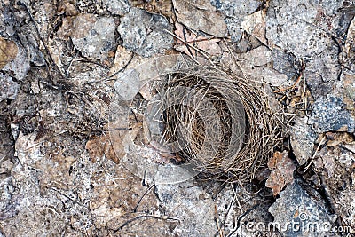 Lonely bird nest Stock Photo