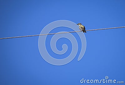 Lonely bird on a power cable Stock Photo