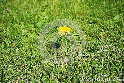 The lonely blossoming dandelion on a mowed lawn Stock Photo