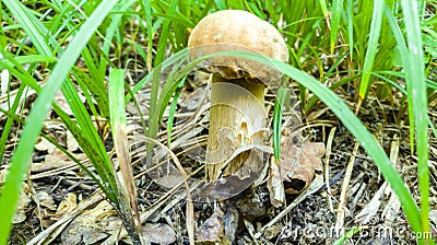 Lonely boletus edulis mushroom banner Stock Photo