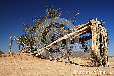 Lonely broken tree in Sahara desert - Niger Stock Photo