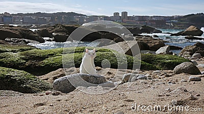 A lonely cat, frightened, sits on the sand on the ocean and is looking for its owner. Stock Photo