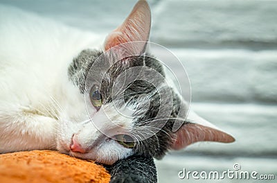 The lonely cat is going to sleep. Stock Photo