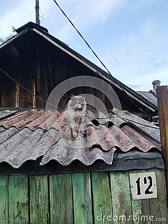 Lonely cat on the roof of an abandoned house. A cat without an owner. Homeless cat. Taking care of pets. Abandoned pets. Stock Photo