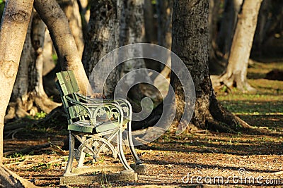 Lonely Chair under Sunshine in the Woods Stock Photo