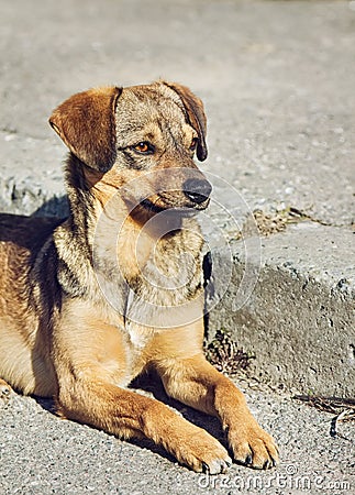 Lonely clever mongrel dog outdoors Stock Photo