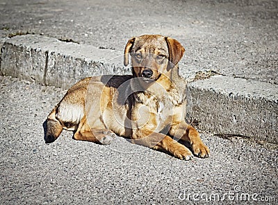 Lonely clever mongrel dog outdoors Stock Photo