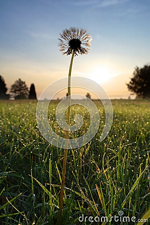 Lonely dandelion Stock Photo