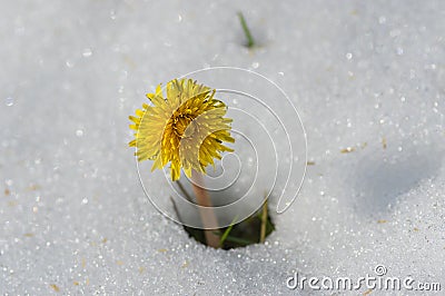 Lonely dandelion appearing from snow Stock Photo