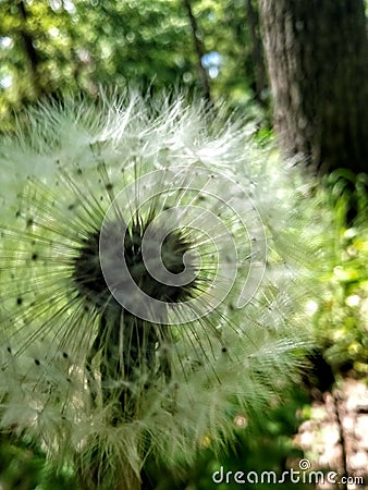 Lonely dandelion in the forest Stock Photo