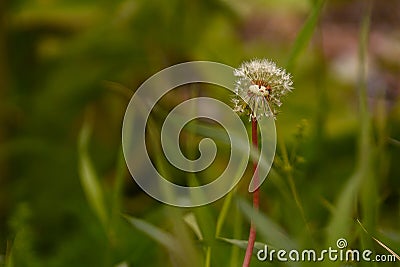 Lonely dandelion in the grass Stock Photo