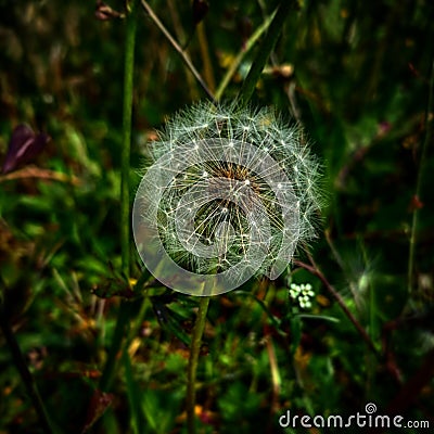 Lonely Dandelion in green field Stock Photo