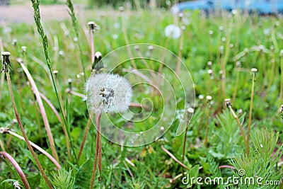 Lonely dandelion lost in the grass. Stock Photo