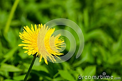 Lonely dandelion Stock Photo